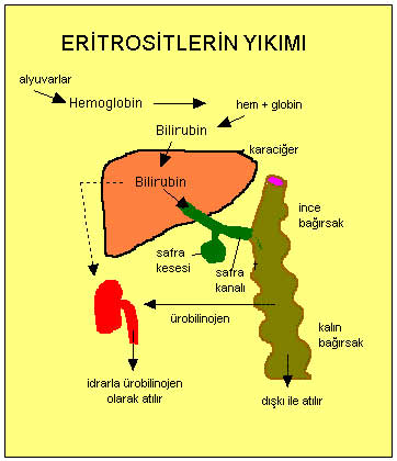 bilmet bilmet