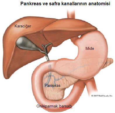 pankreas_anatomi pankreas_anatomi