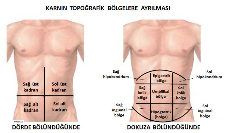 karinbolgeleri