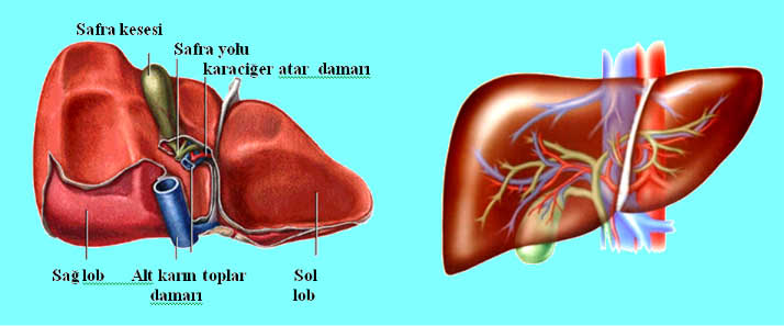 transplantasyon5