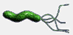 helicobacter4