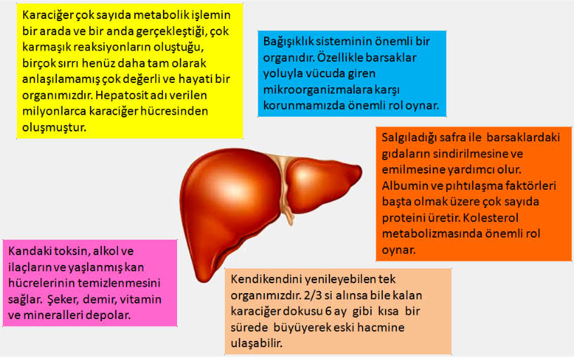 hepatoz ve hipertansiyon)